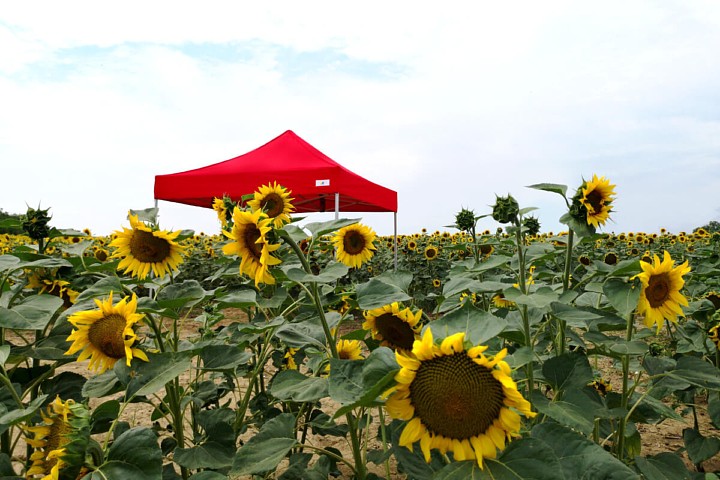 Parodos paviljonas 4,5m*3m