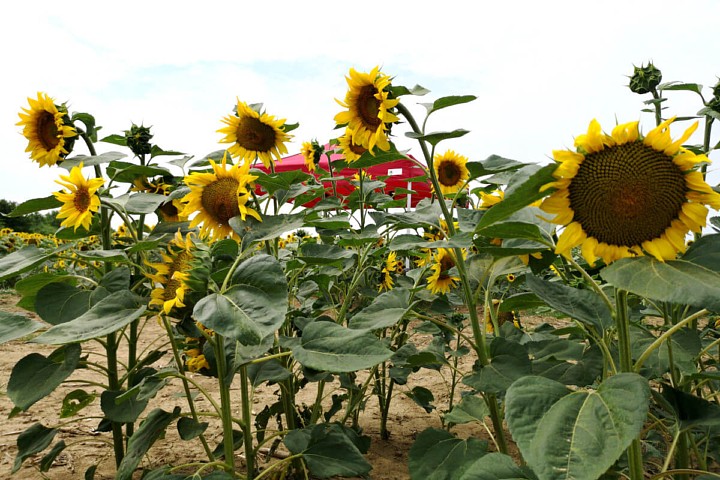 Reklaminė sulankstoma palapinė 4,5m*3m